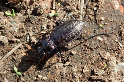 Carabus granulatus