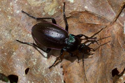 <i>Carabus nemoralis</i>