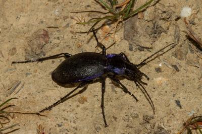 Carabus problematicus
