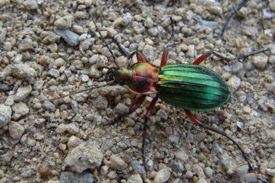 Carabus auronitens