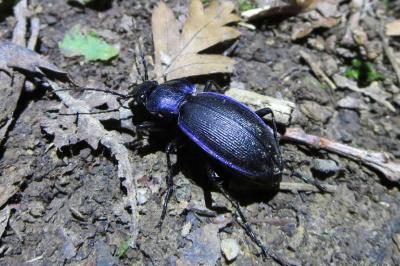 Carabus problematicus