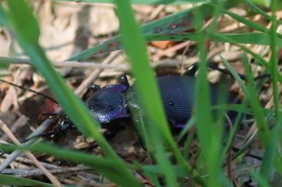 Carabus violaceus purpurascens
