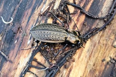 Carabus granulatus