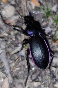 <i>Carabus violaceus purpurascens</i>