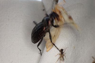 <i>Carabus granulatus</i>