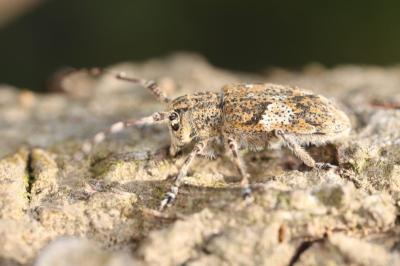 Mesosa nebulosa