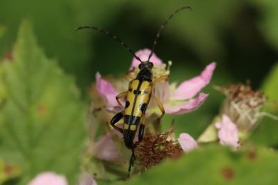 Rutpela maculata