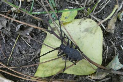 Morimus asper