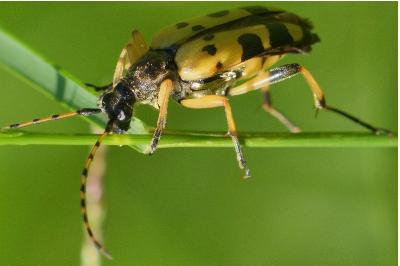 Rutpela maculata