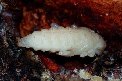 Rhagium inquisitor