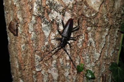 <i>Cerambyx cerdo</i>