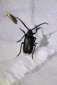 <i>Prionus coriarius</i>