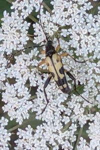 <i>Rutpela maculata</i>