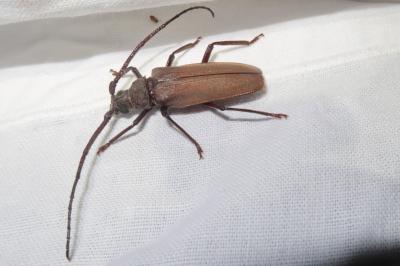 <i>Aegosoma scabricorne</i>
