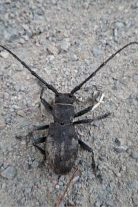 <i>Morimus asper</i>
