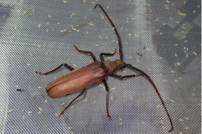 <i>Aegosoma scabricorne</i>