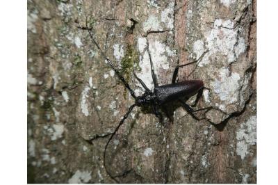 <i>Cerambyx cerdo</i>
