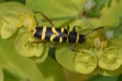 <i>Clytus arietis</i>
