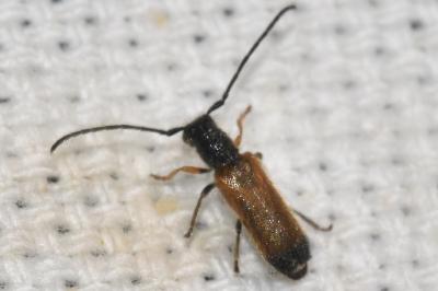 <i>Tetrops praeustus</i>