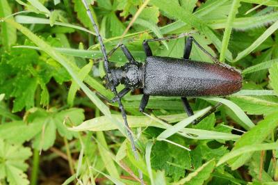 <i>Cerambyx cerdo</i>