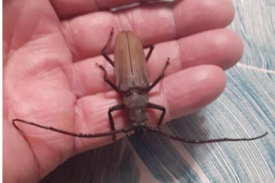 <i>Aegosoma scabricorne</i>