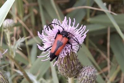 <i>Stictoleptura cordigera</i>