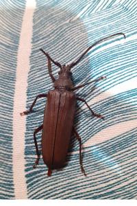 <i>Aegosoma scabricorne</i>