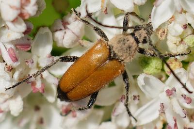 <i>Stictoleptura fulva</i>
