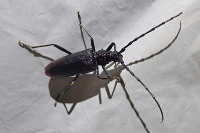 <i>Cerambyx cerdo</i>