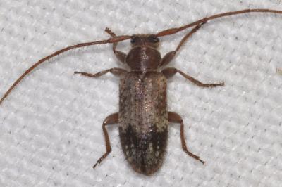 <i>Exocentrus adspersus</i>