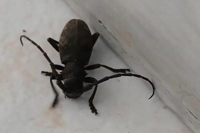 <i>Morimus asper</i>