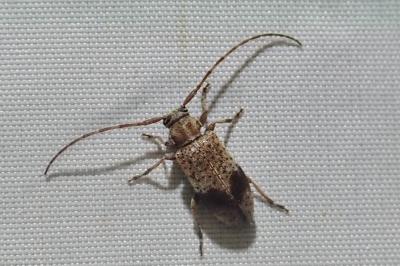 <i>Exocentrus punctipennis</i>