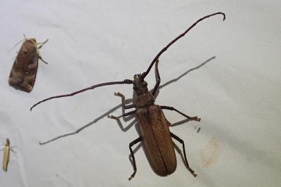<i>Aegosoma scabricorne</i>