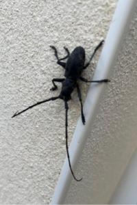 <i>Morimus asper</i>