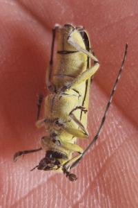 <i>Saperda perforata</i>