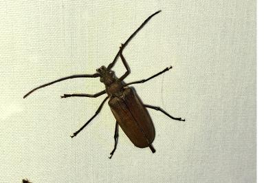 <i>Aegosoma scabricorne</i>