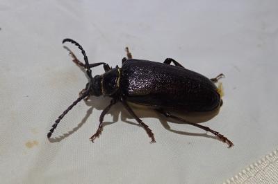 <i>Prionus coriarius</i>