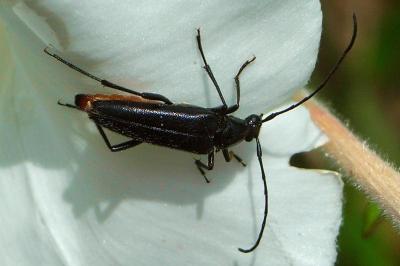 <i>Rutpela nigra</i>