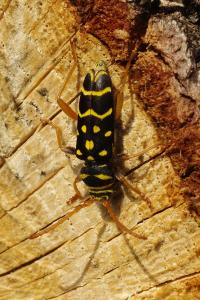 <i>Plagionotus arcuatus</i>