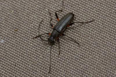 <i>Grammoptera abdominalis</i>