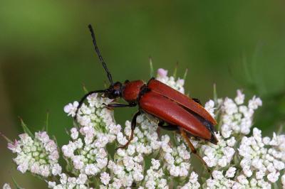 <i>Stictoleptura rubra</i>