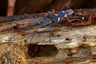 <i>Rhagium bifasciatum</i>