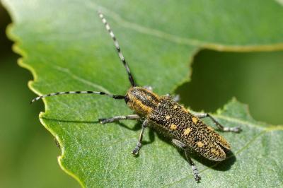 <i>Saperda populnea</i>