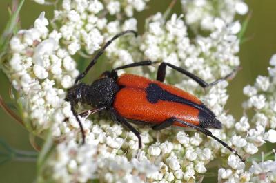 <i>Stictoleptura cordigera</i>