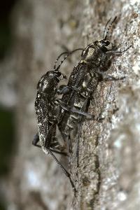 <i>Xylotrechus rusticus</i>