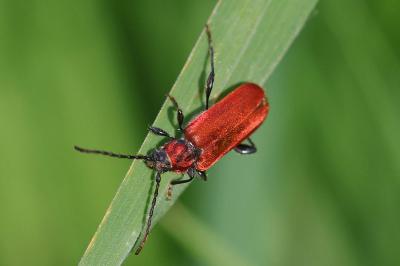 <i>Pyrrhidium sanguineum</i>