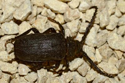 <i>Prionus coriarius</i>