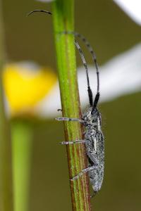 <i>Agapanthia cardui</i>