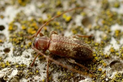 <i>Exocentrus adspersus</i>