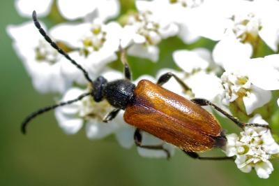 <i>Pseudovadonia livida</i>